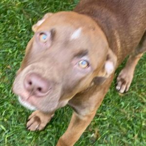 Reese(Buttercup)- attending our Paws-in-Prison training program!, Young Female Plott Hound