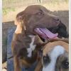 Reese(Buttercup)- attending our Paws-in-Prison training program! photo 2