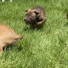 Reese(Buttercup)- attending our Paws-in-Prison training program! photo 3