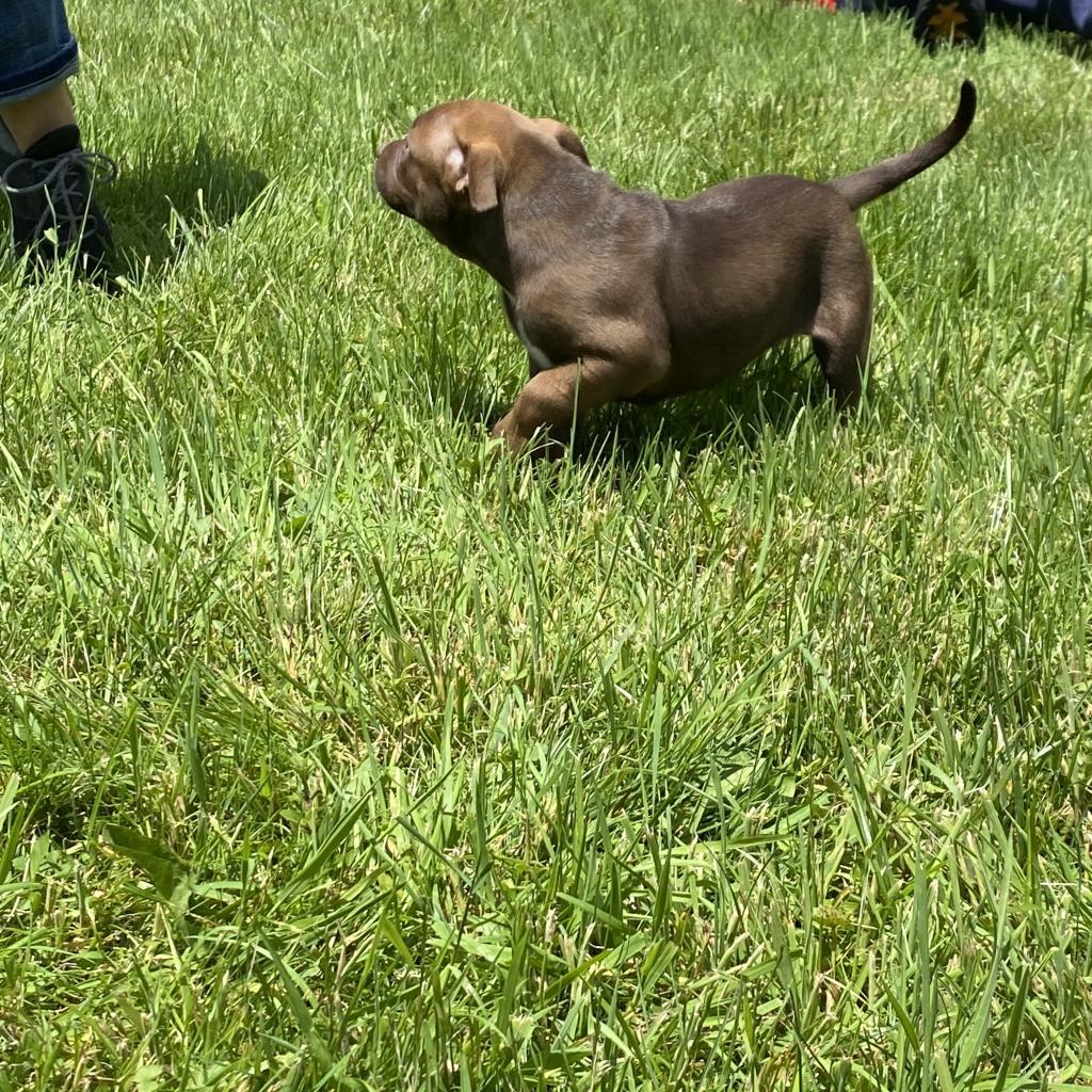 Reese(Buttercup)- attending our Paws-in-Prison training program!