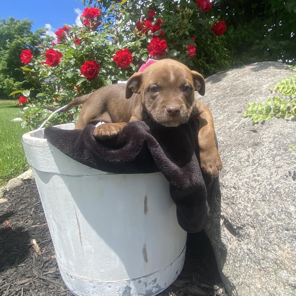 Reese(Buttercup)- attending our Paws-in-Prison training program!