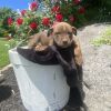 Reese(Buttercup)- attending our Paws-in-Prison training program! photo 5