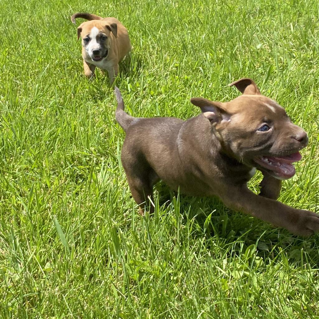 Reese(Buttercup)- attending our Paws-in-Prison training program!