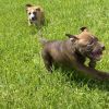 Reese(Buttercup)- attending our Paws-in-Prison training program! photo 6