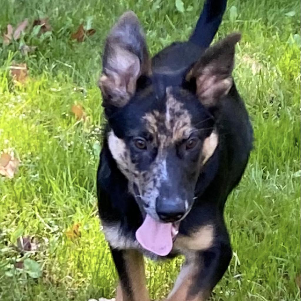 Clay- currently attending our Paws-in-Prison program.