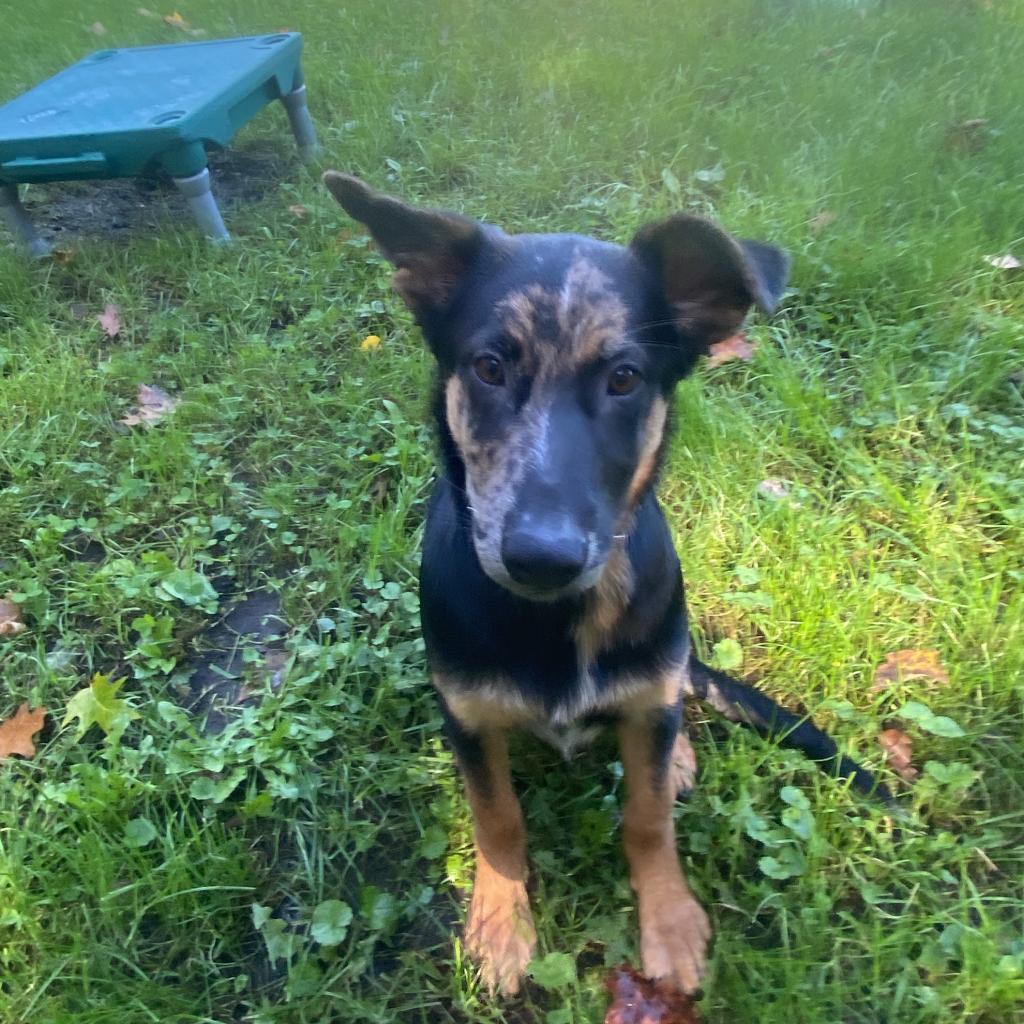 Clay- currently attending our Paws-in-Prison program.