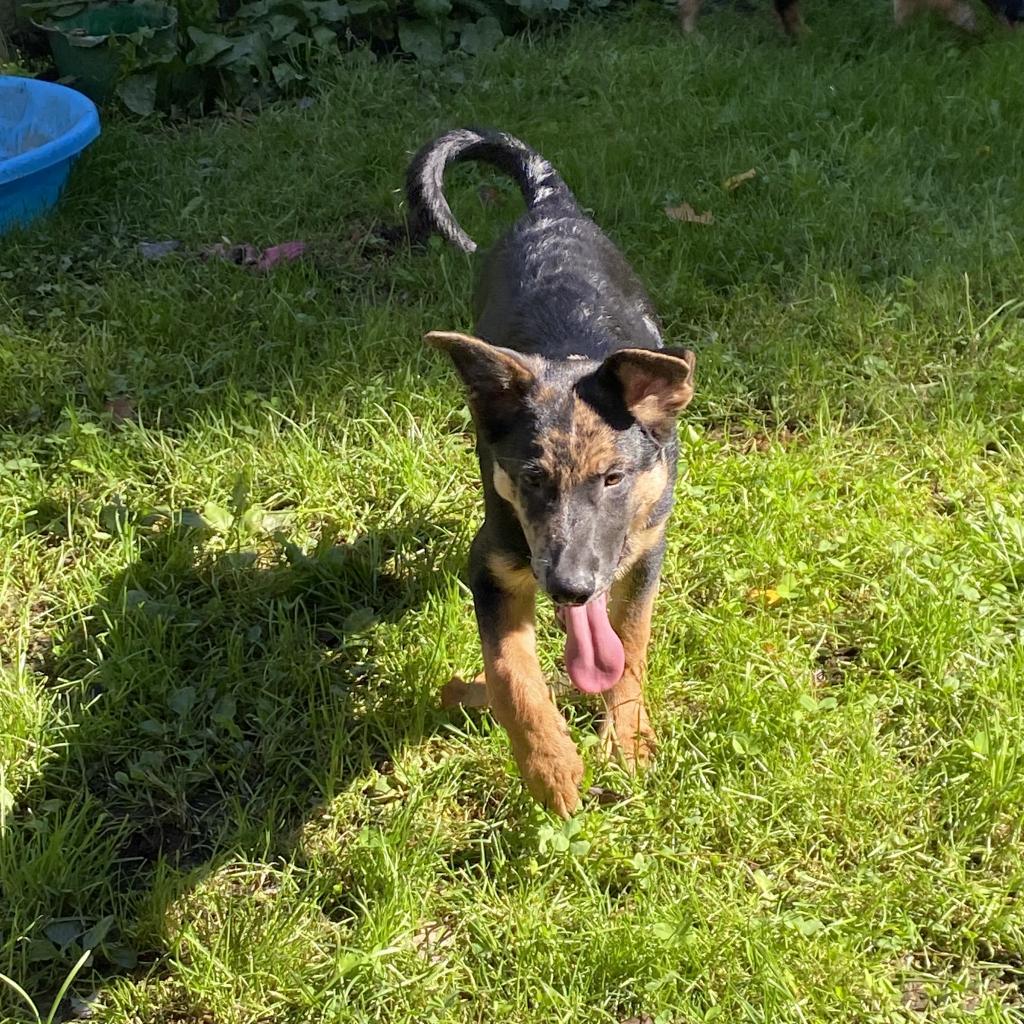 Clay- currently attending our Paws-in-Prison program.