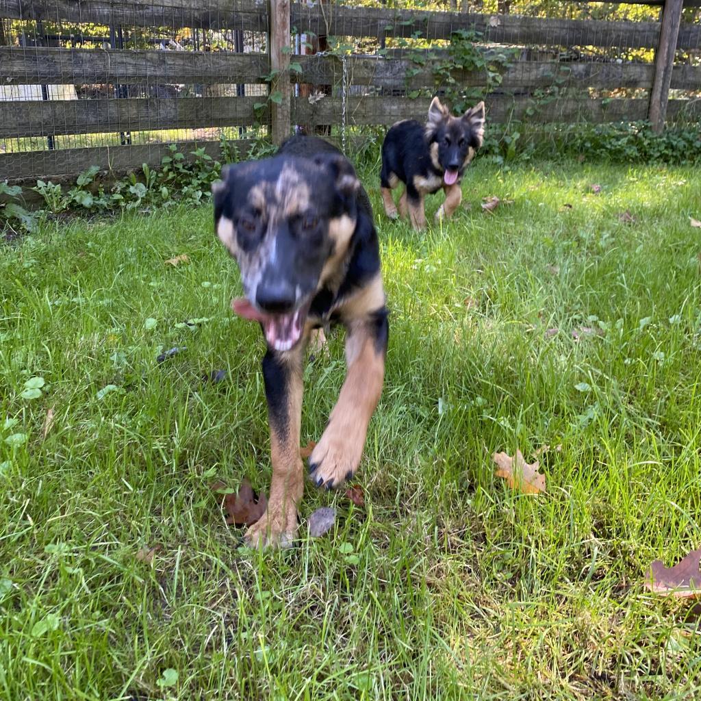 Clay- currently attending our Paws-in-Prison program.