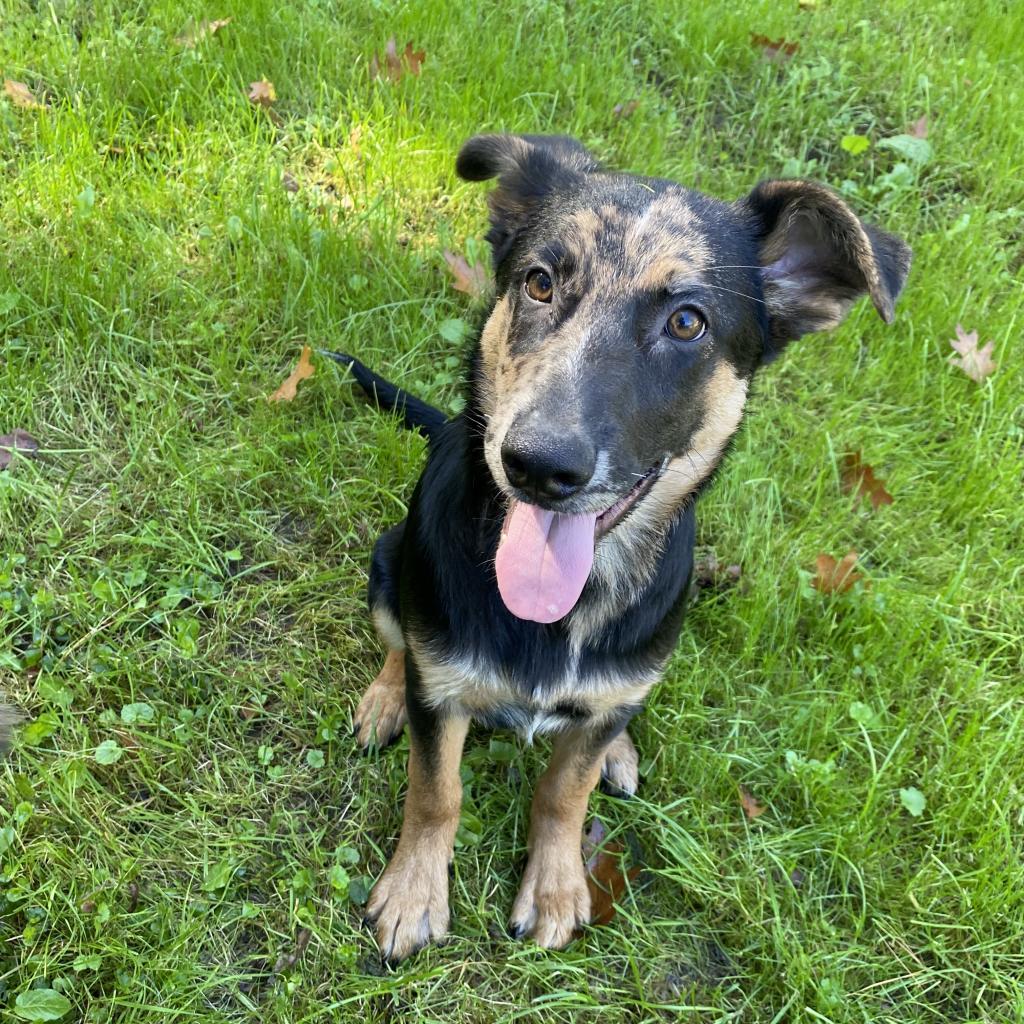 Clay- currently attending our Paws-in-Prison program.