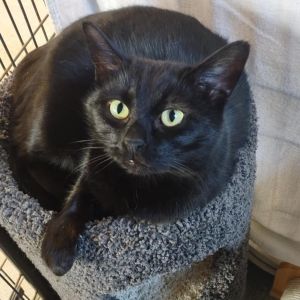 Venus, Adult Female Domestic Short Hair