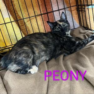 Peony, Young Female Domestic Short Hair