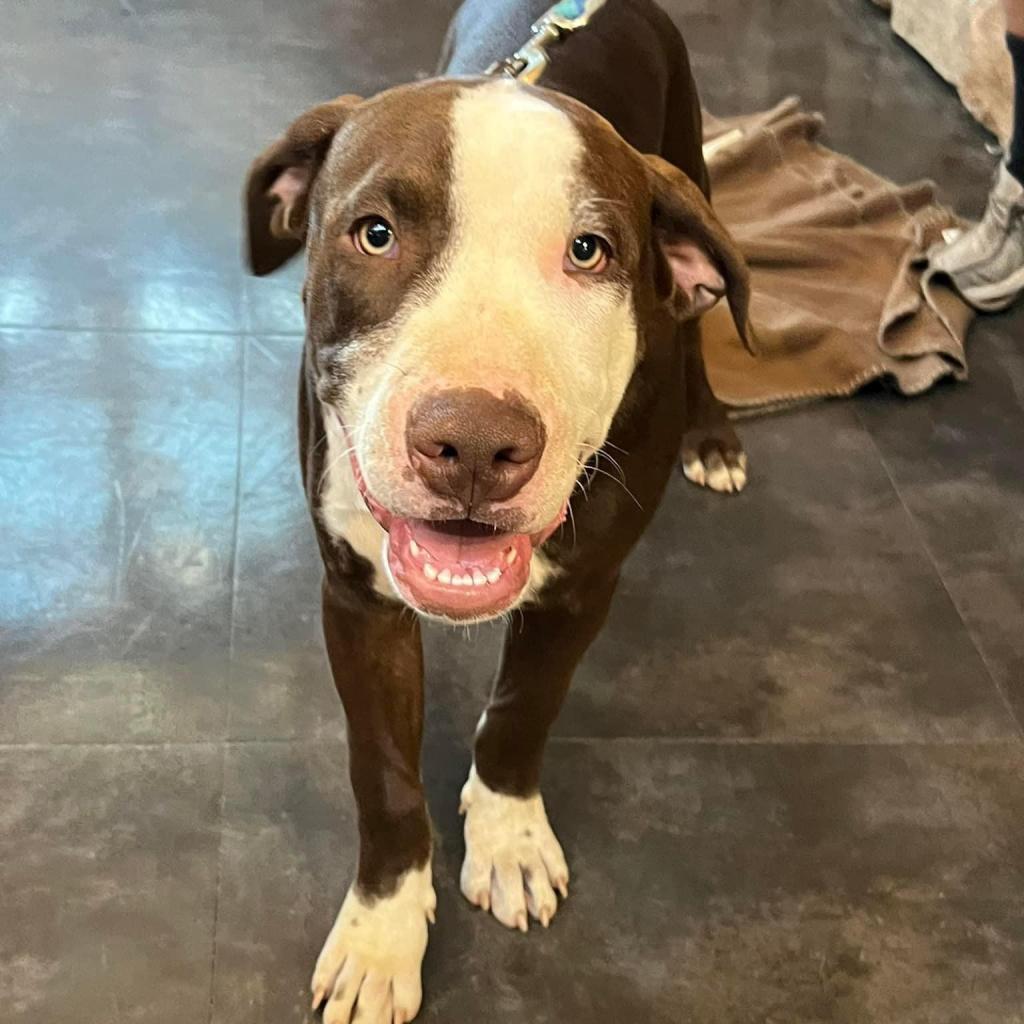 'Blue'bell- enrolled in our Paws-in-Prison training program!!