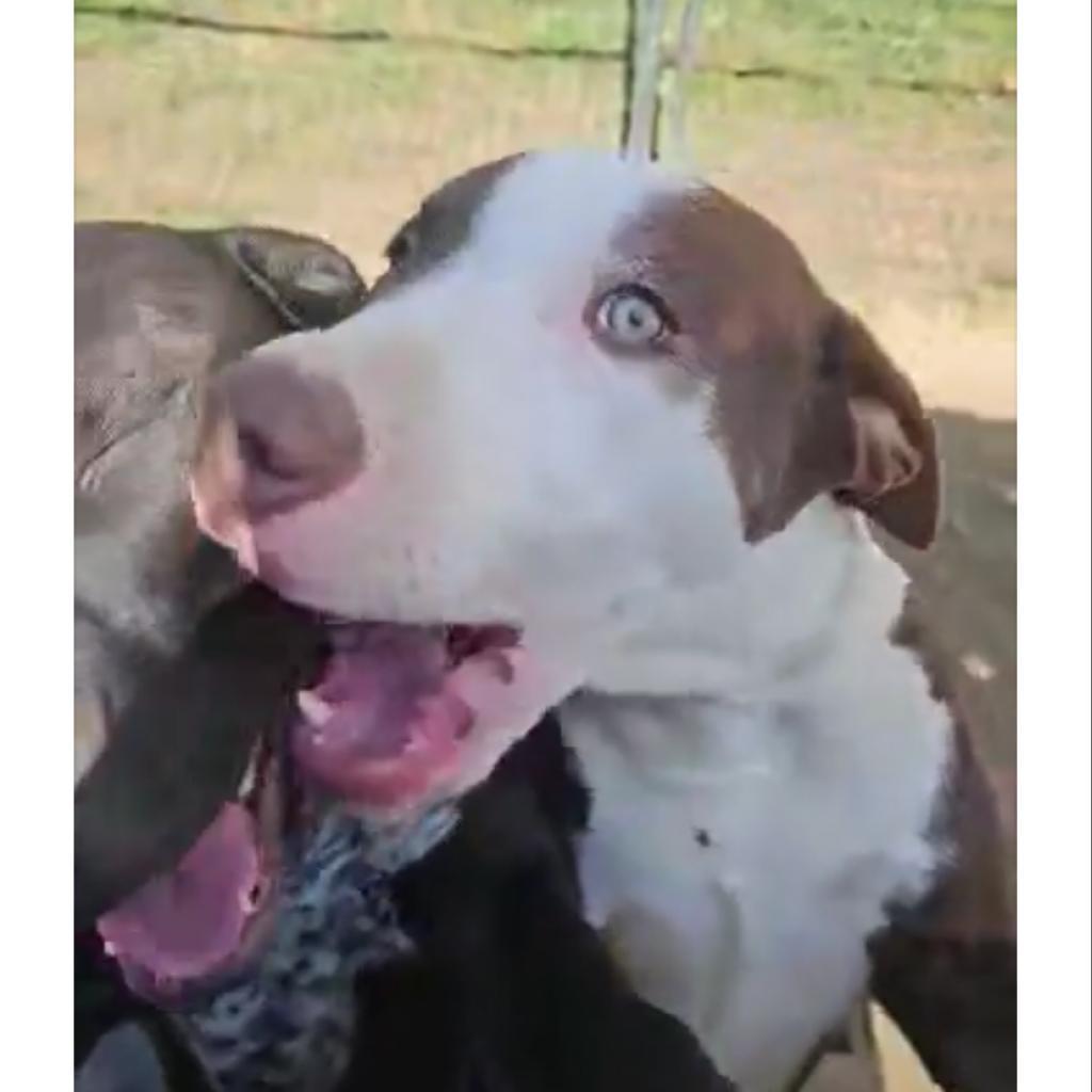 'Blue'bell- enrolled in our Paws-in-Prison training program!!