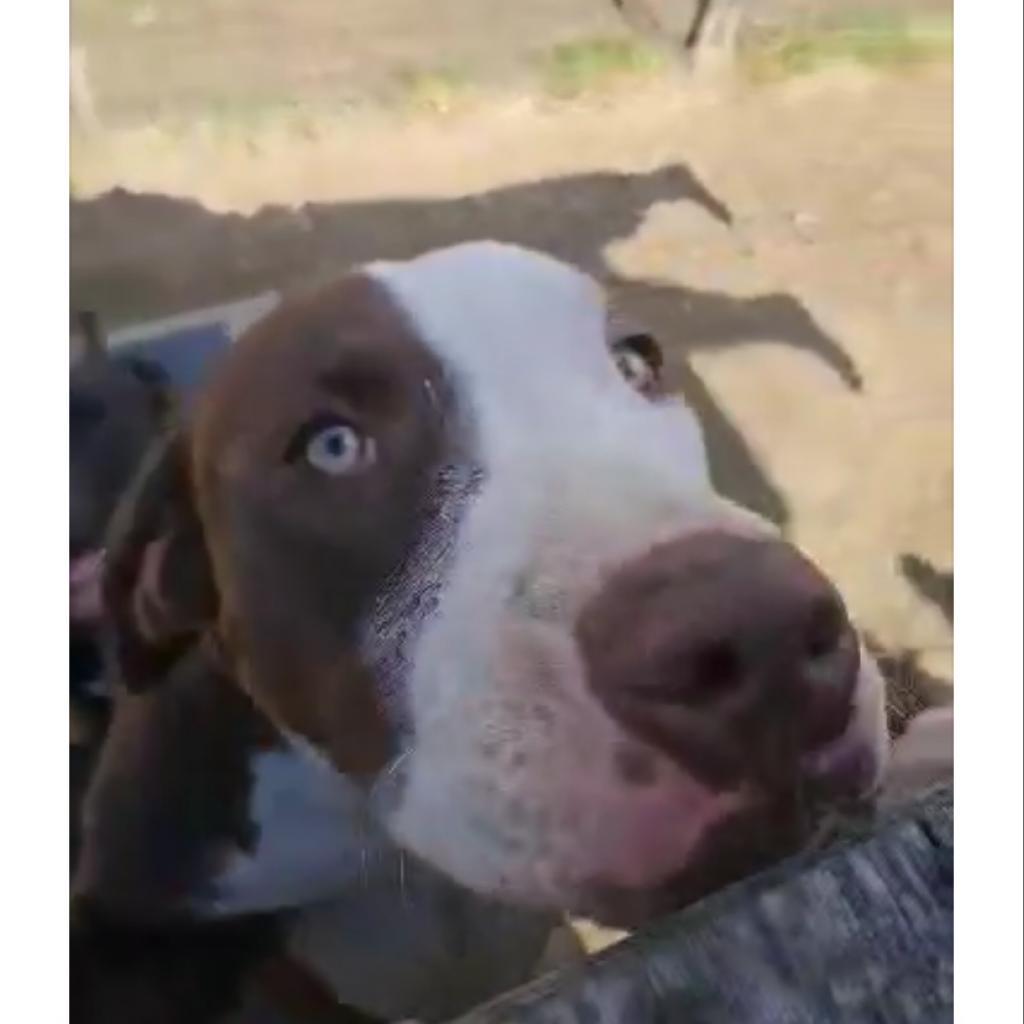 'Blue'bell- enrolled in our Paws-in-Prison training program!!