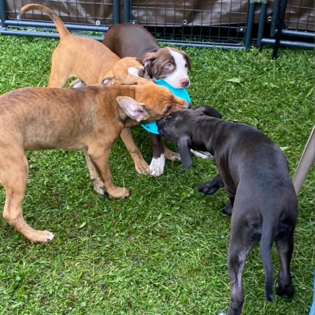 'Blue'bell- enrolled in our Paws-in-Prison training program!!