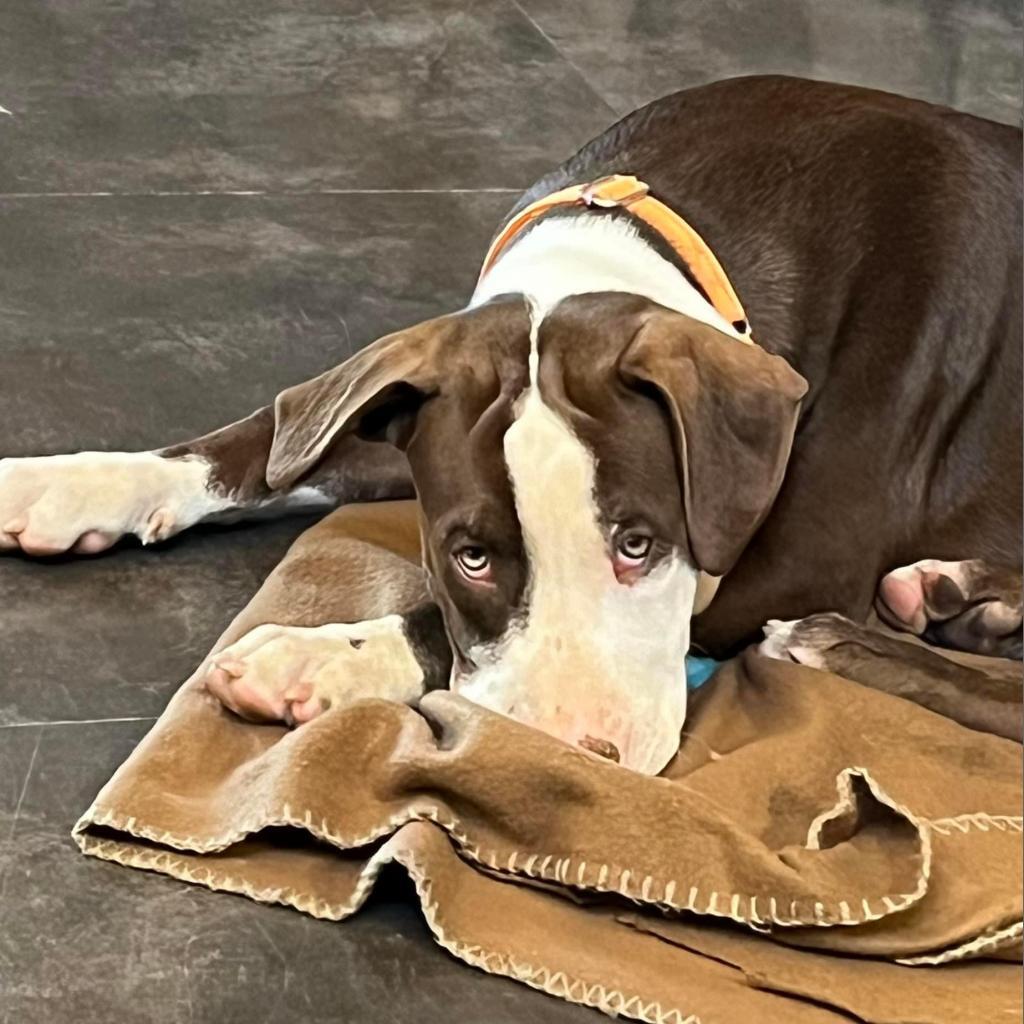 'Blue'bell- enrolled in our Paws-in-Prison training program!!