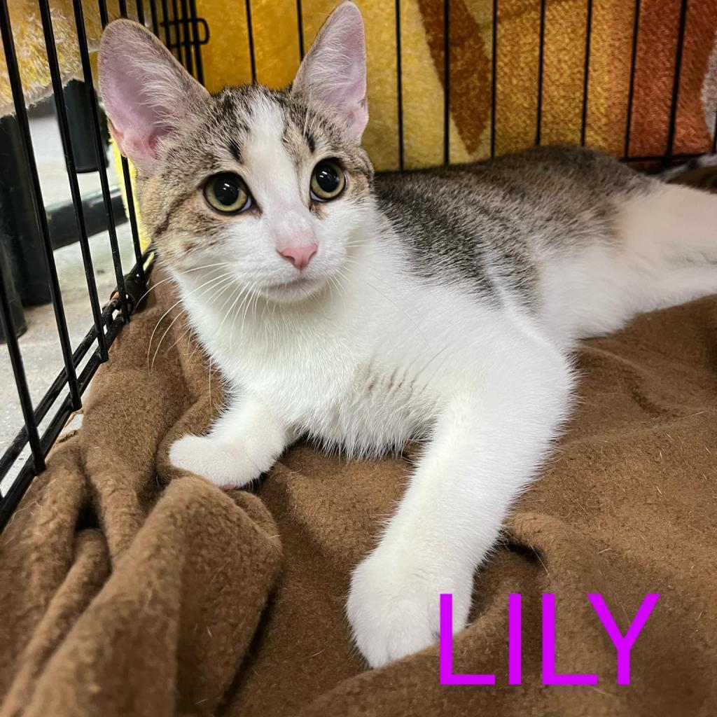 Lily