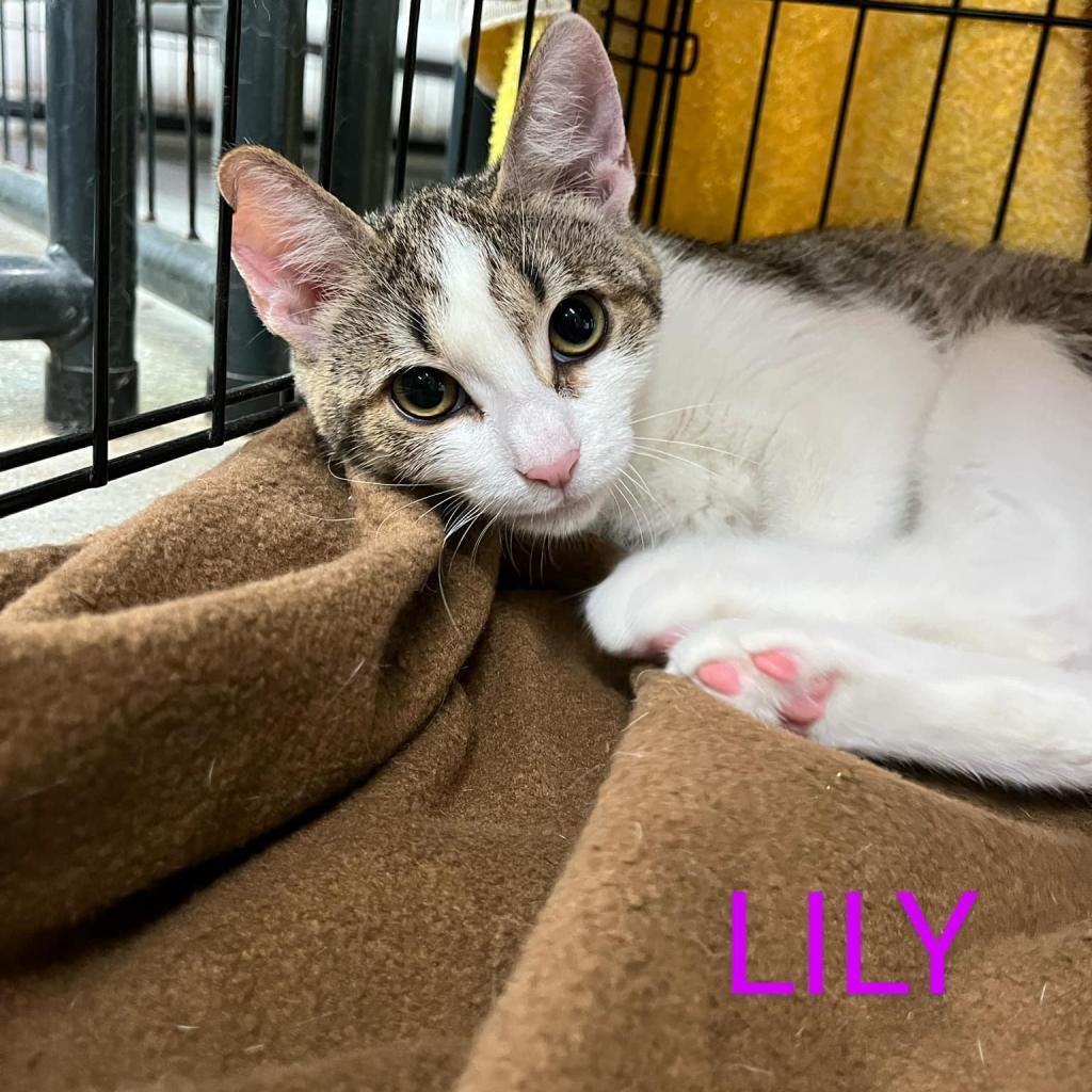 Lily