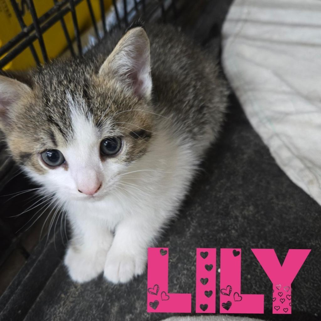 Lily