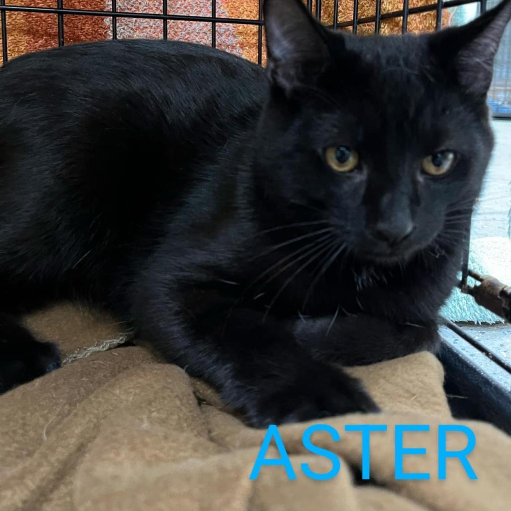 Aster
