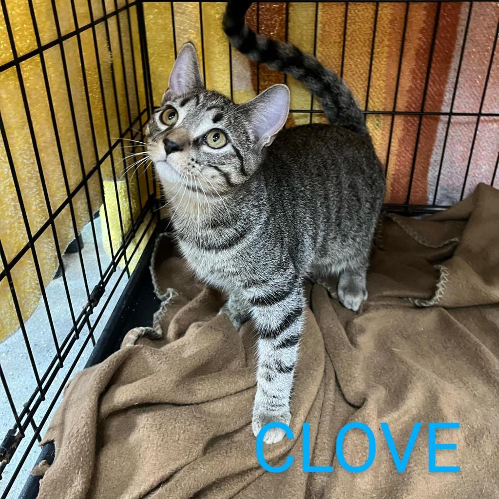 Clove