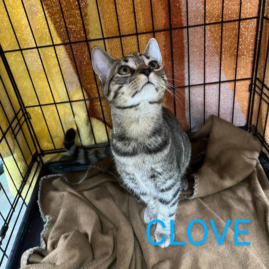 Clove