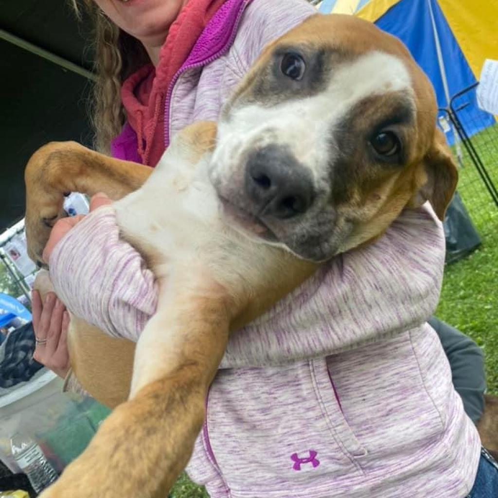 Dandelion "Danny"- attending our Paws-in-Prison training program!!!