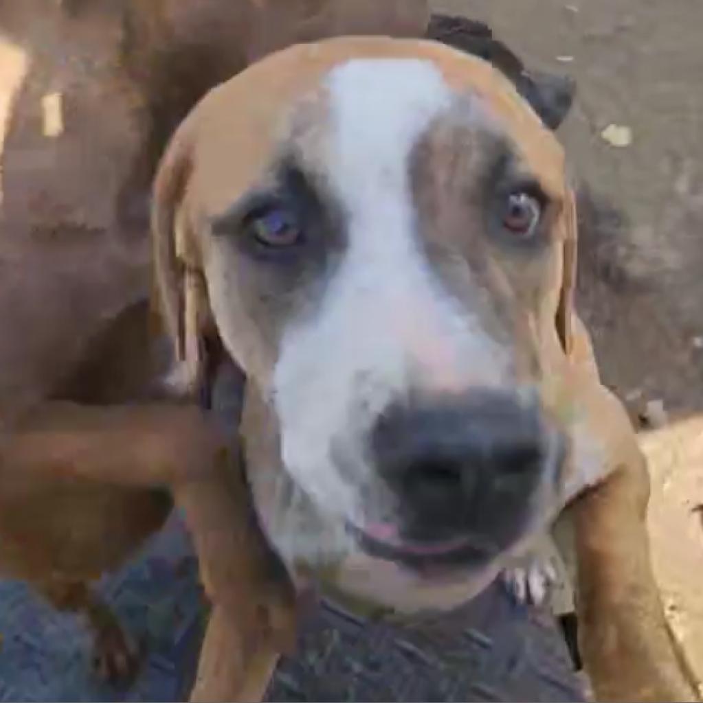 Dandelion "Danny"- attending our Paws-in-Prison training program!!!