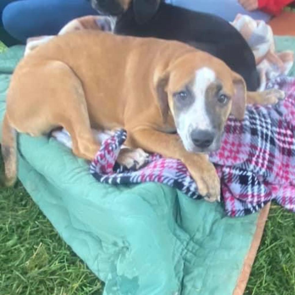 Dandelion "Danny"- attending our Paws-in-Prison training program!!!