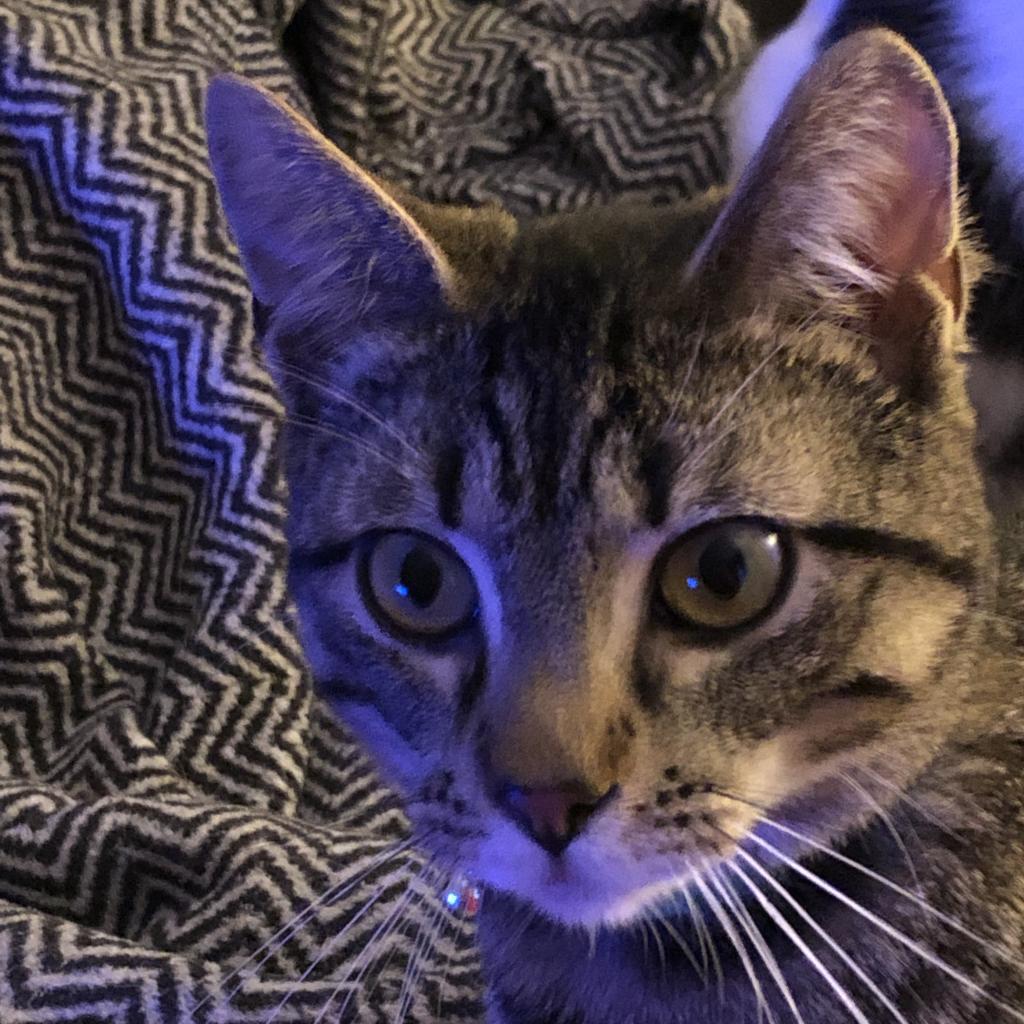 Sawyer