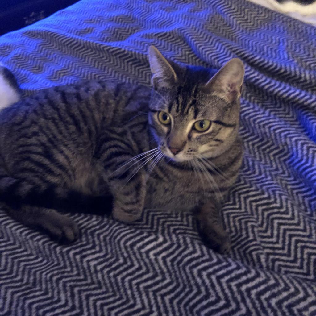 Sawyer