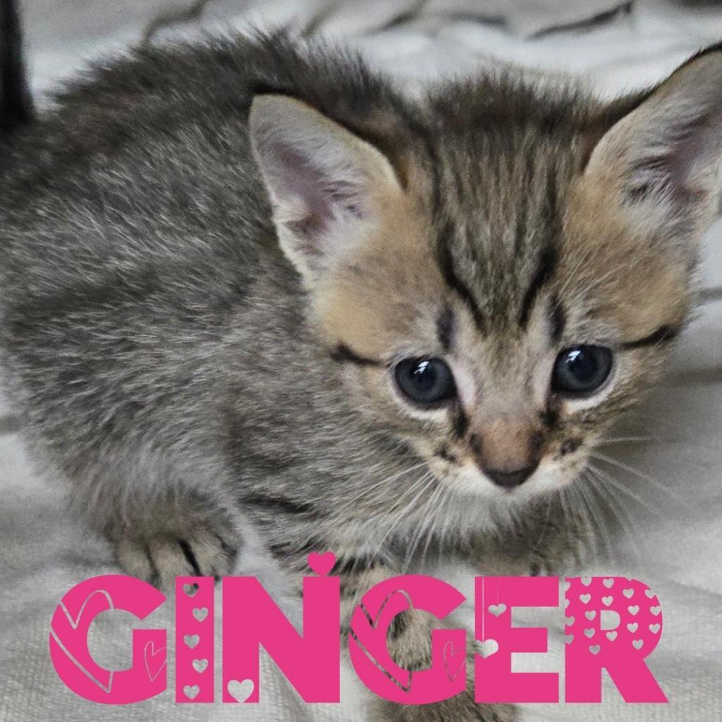 Ginger