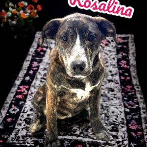 Rosalina, Adult Female Australian Cattle Dog / Blue Heeler