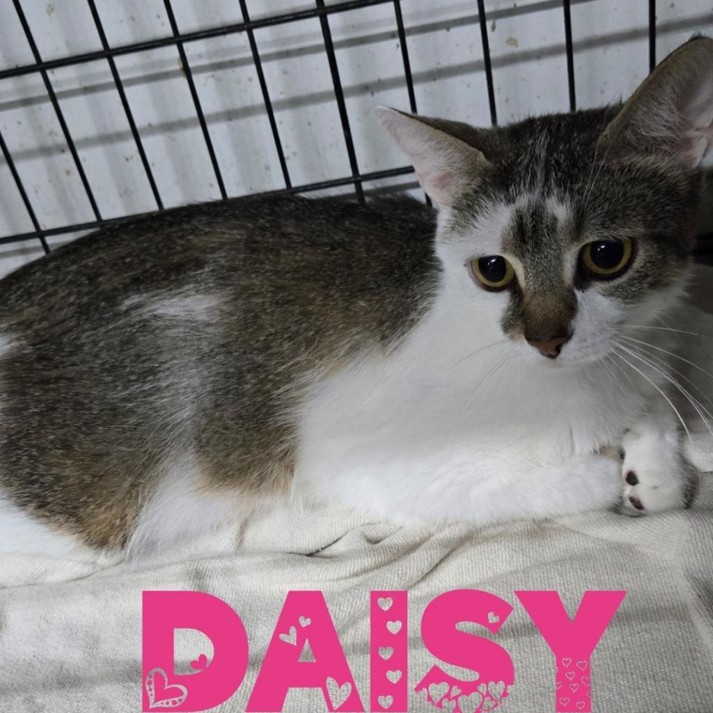 Daisy