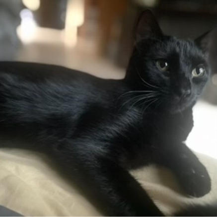 Dakota