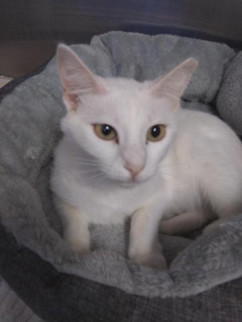 Lightning (Emerald), an adoptable Domestic Short Hair in Pahrump, NV, 89048 | Photo Image 1