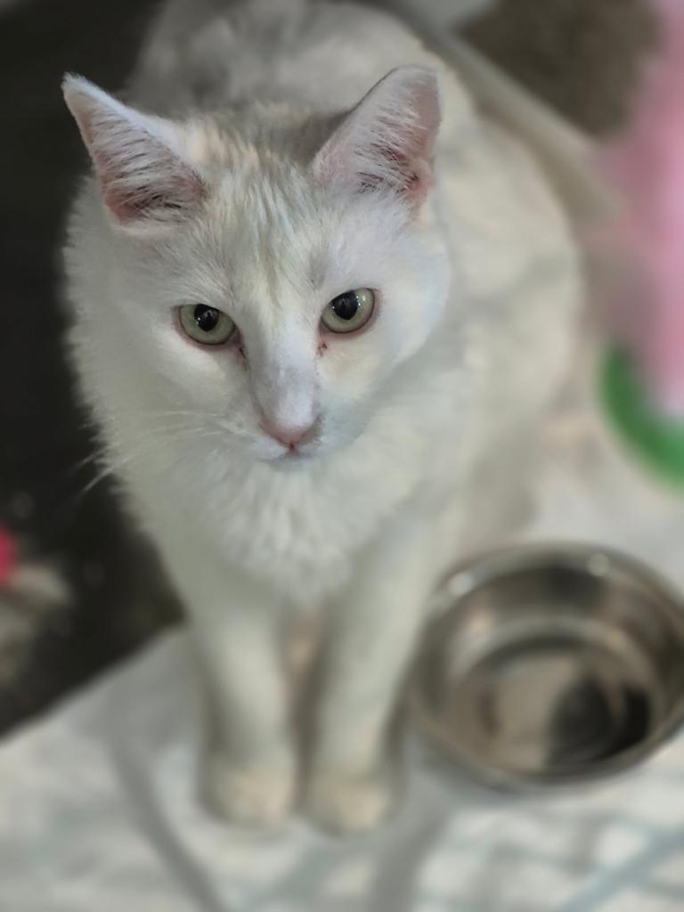 Lightning (Emerald), an adoptable Domestic Short Hair in Pahrump, NV, 89048 | Photo Image 1