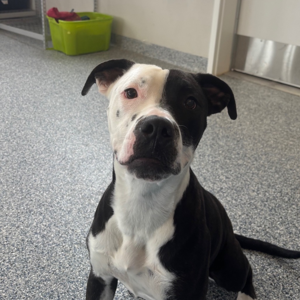 Seal, an adoptable Mixed Breed in Great Falls, MT, 59404 | Photo Image 1