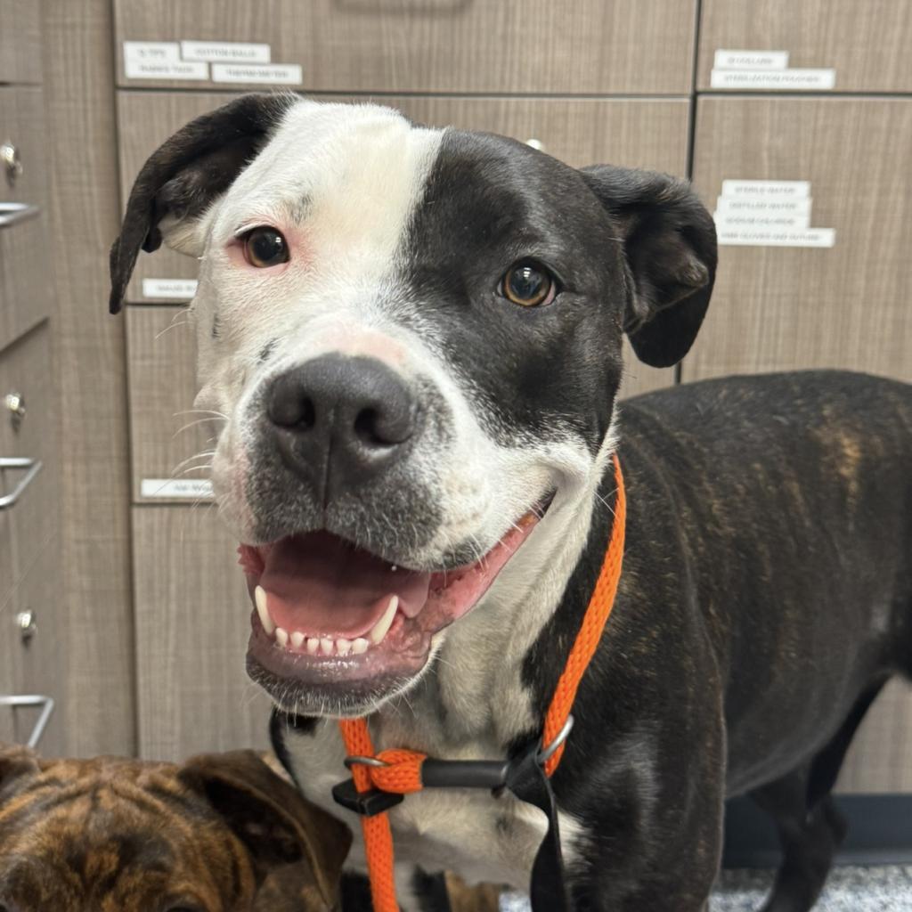 Seal, an adoptable Mixed Breed in Great Falls, MT, 59404 | Photo Image 2
