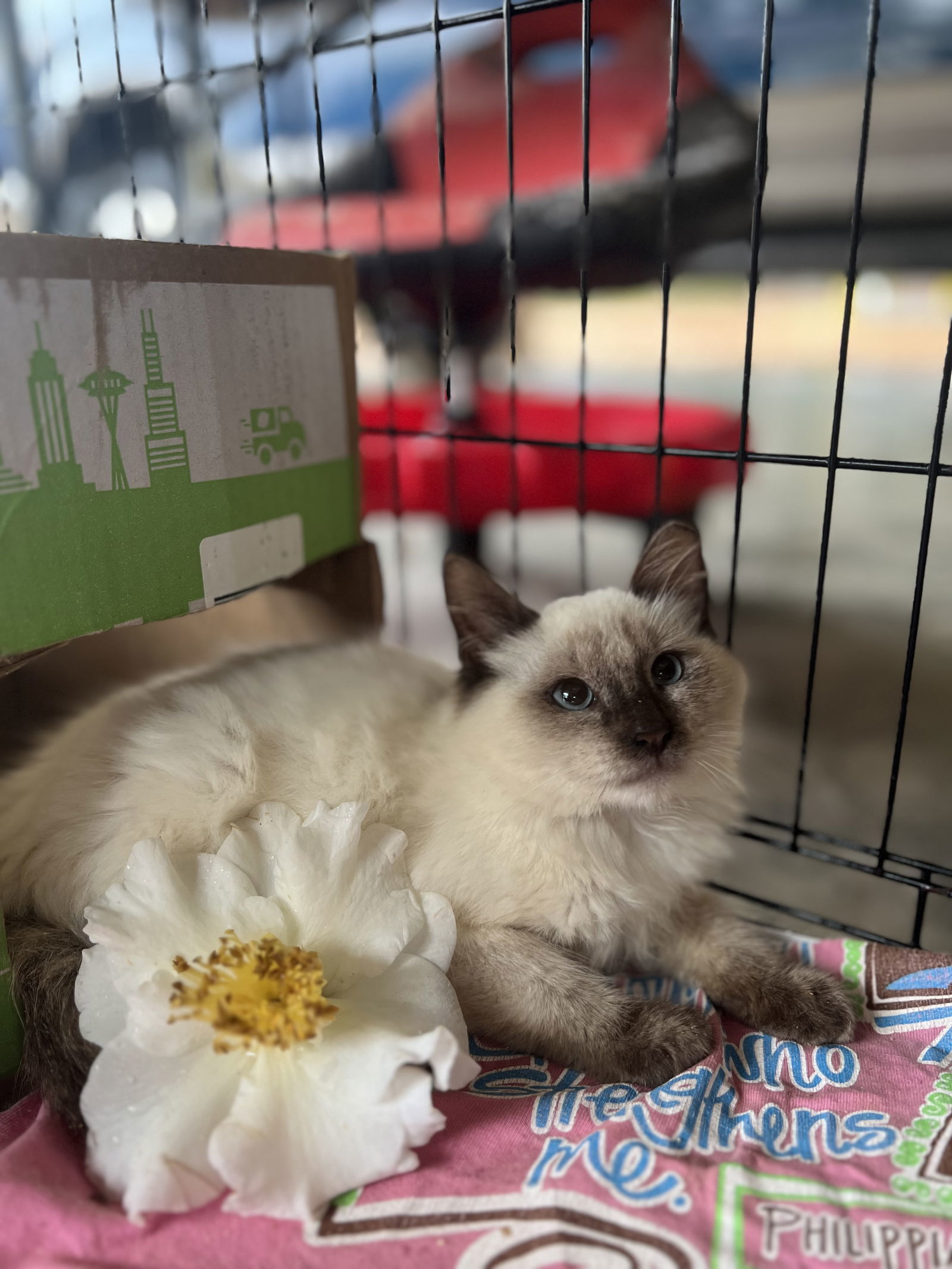 Asia, an adoptable Siamese, Ragdoll in Hammond, LA, 70403 | Photo Image 1