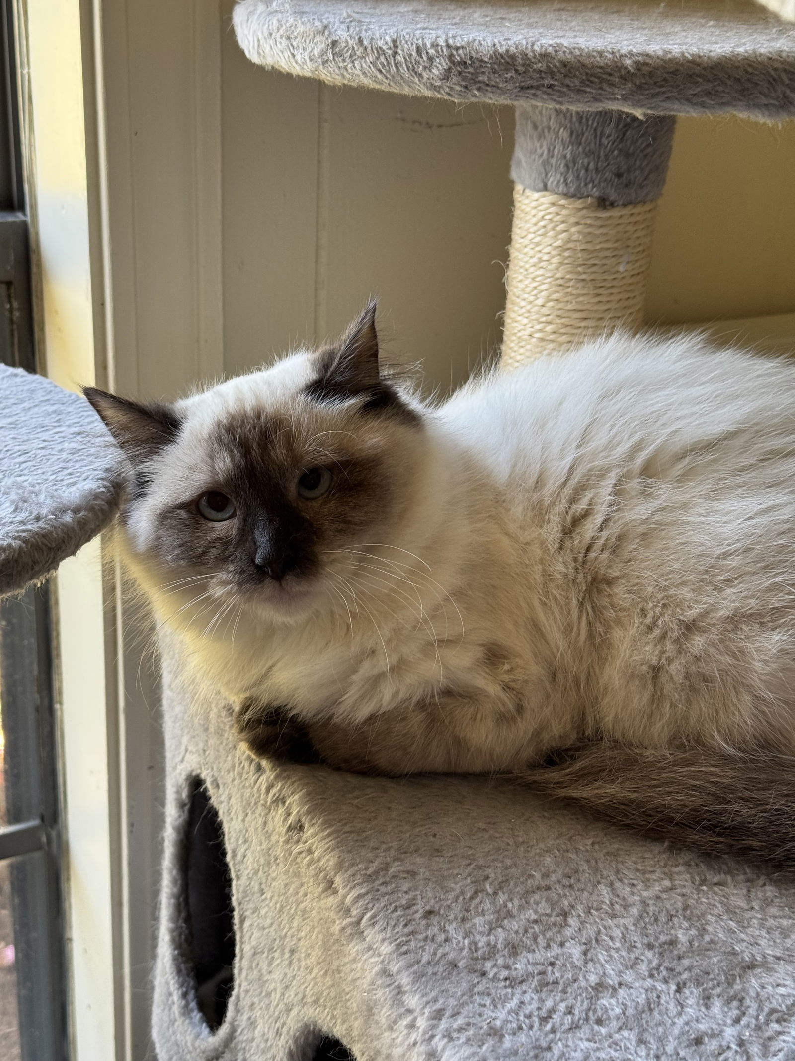 China, an adoptable Siamese, Ragdoll in Hammond, LA, 70403 | Photo Image 1