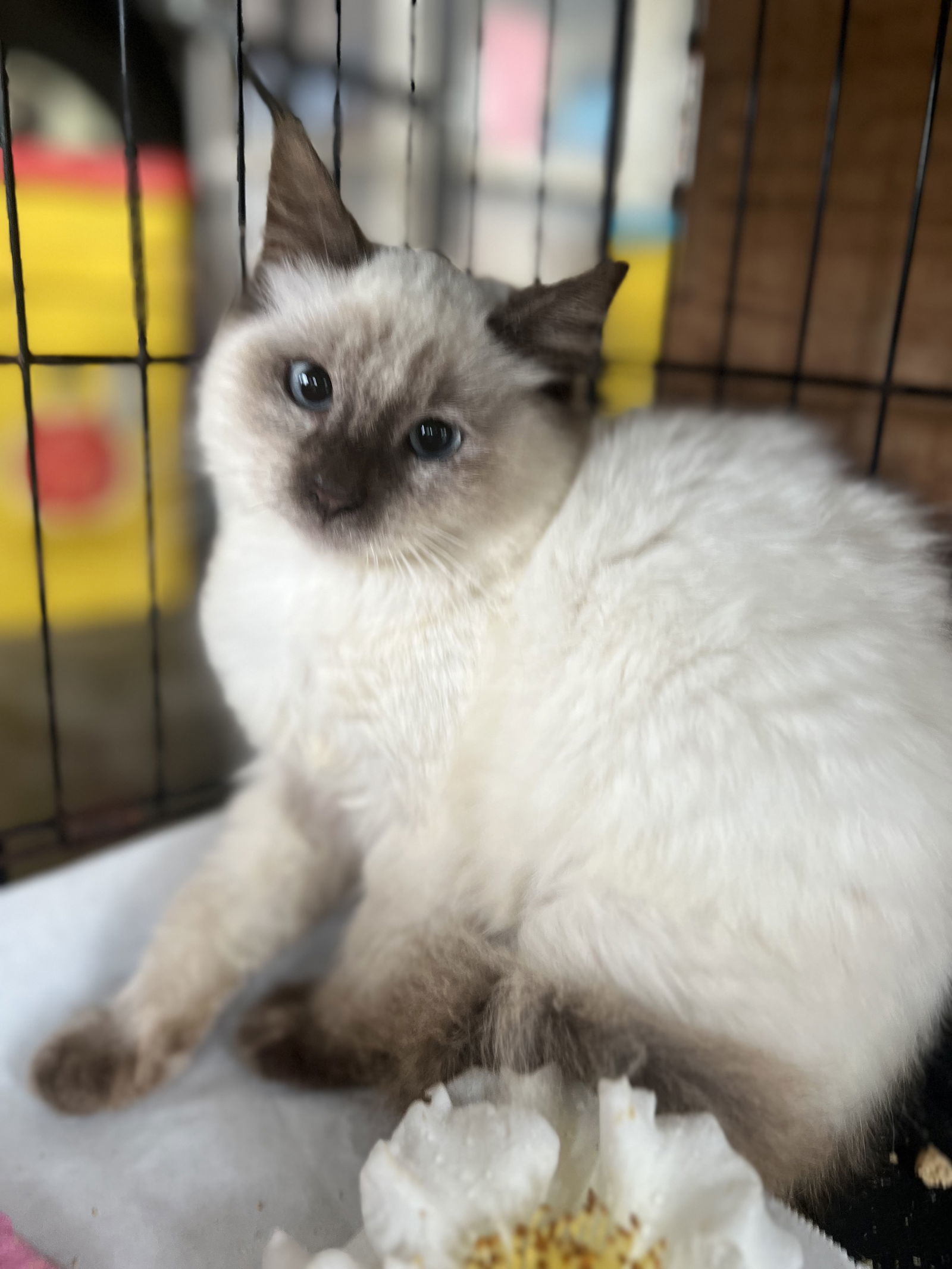 Asia, an adoptable Siamese, Ragdoll in Hammond, LA, 70403 | Photo Image 2