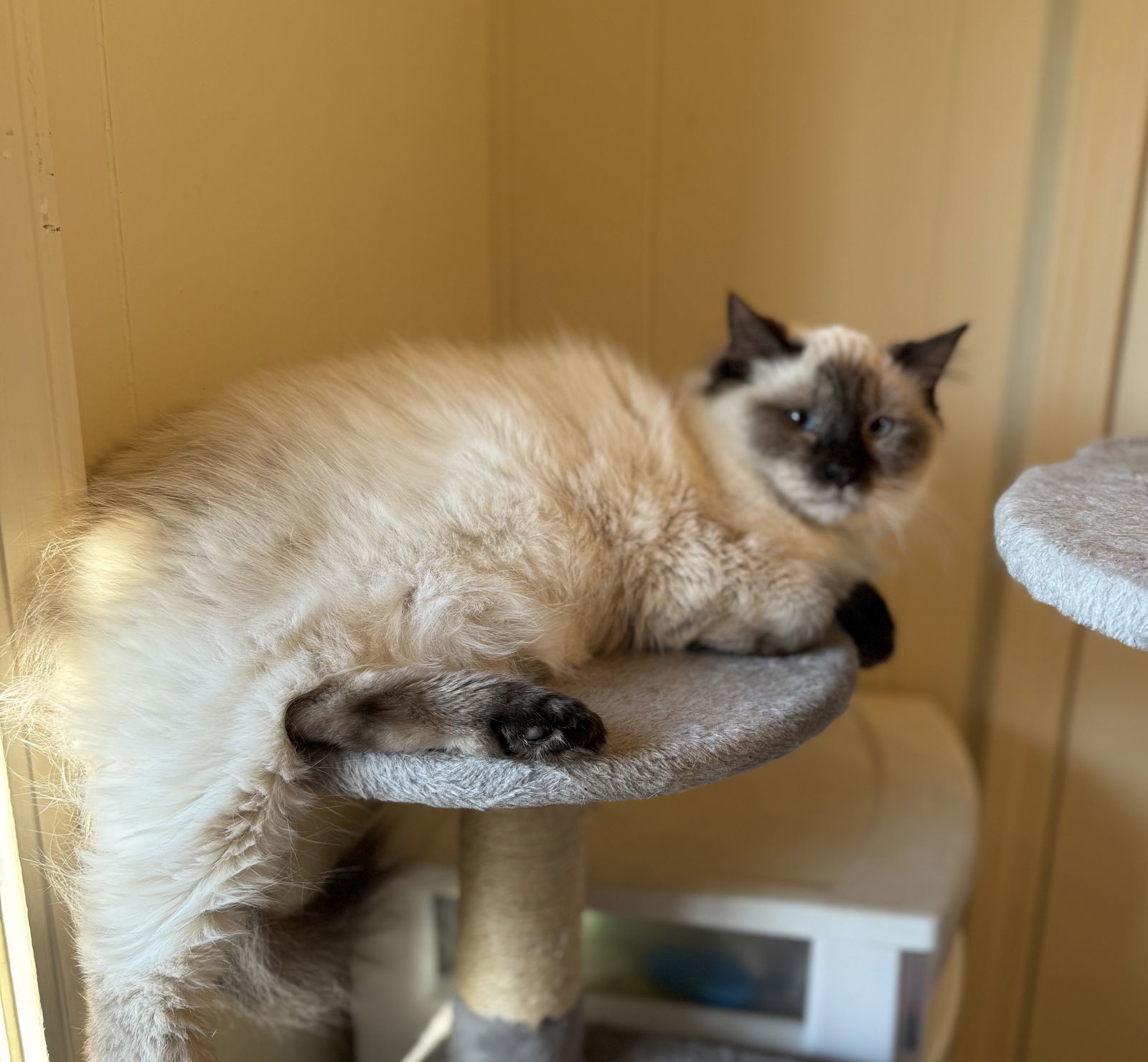 China, an adoptable Siamese, Ragdoll in Hammond, LA, 70403 | Photo Image 2