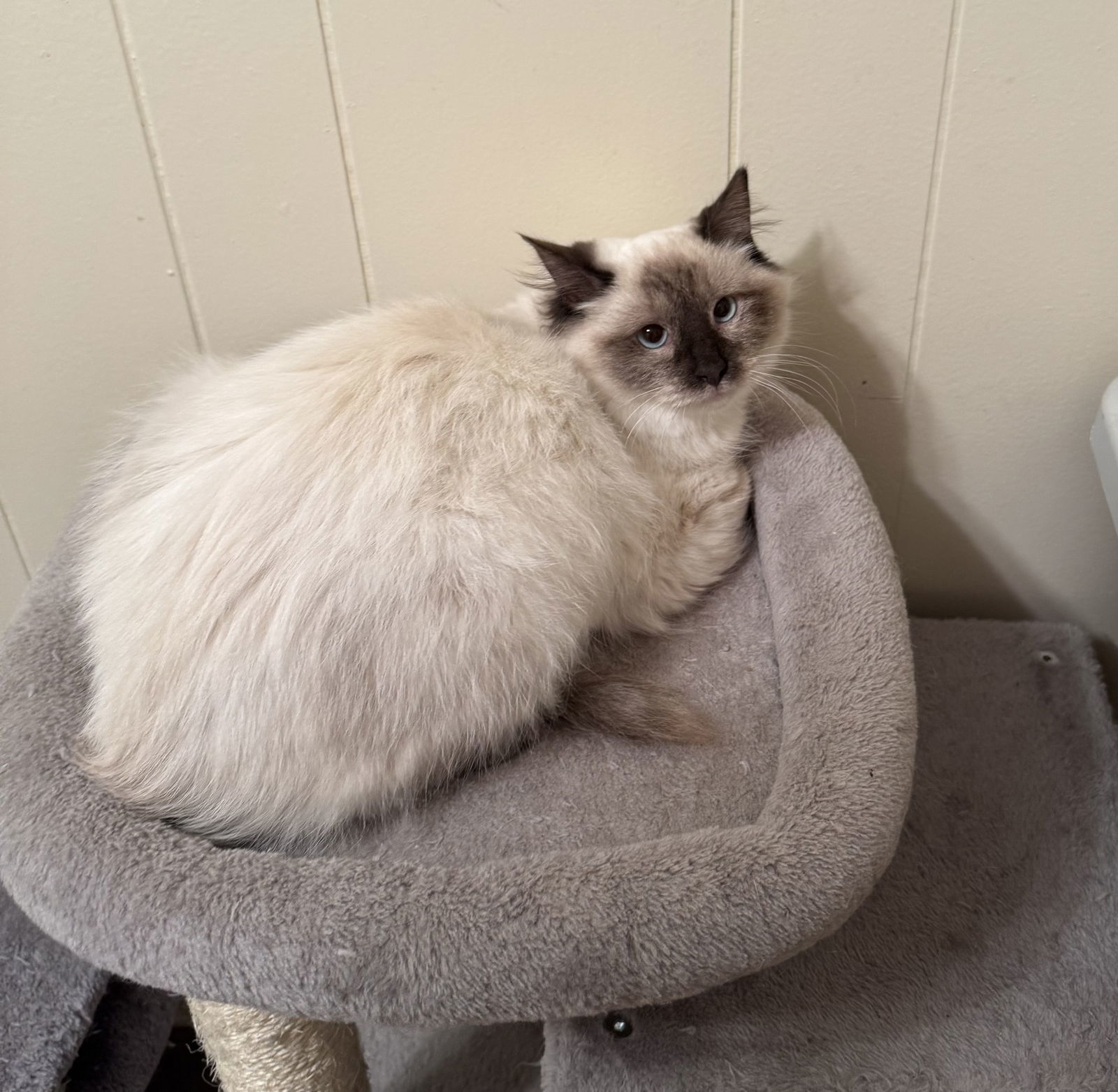 China, an adoptable Siamese, Ragdoll in Hammond, LA, 70403 | Photo Image 3
