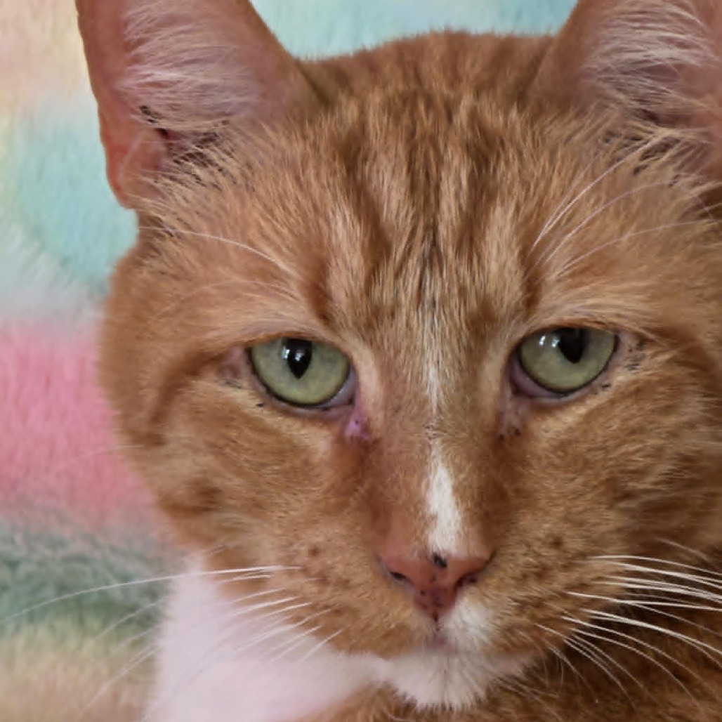 Theodore, an adoptable Domestic Short Hair in Sand Springs, OK, 74063 | Photo Image 1