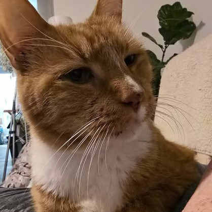Theodore, an adoptable Domestic Short Hair in Sand Springs, OK, 74063 | Photo Image 2