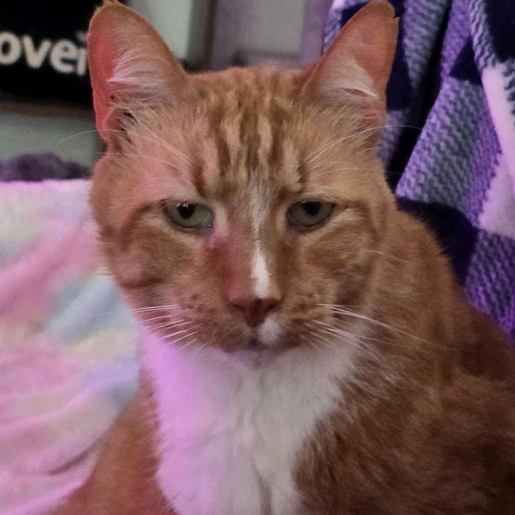 Theodore, an adoptable Domestic Short Hair in Sand Springs, OK, 74063 | Photo Image 3
