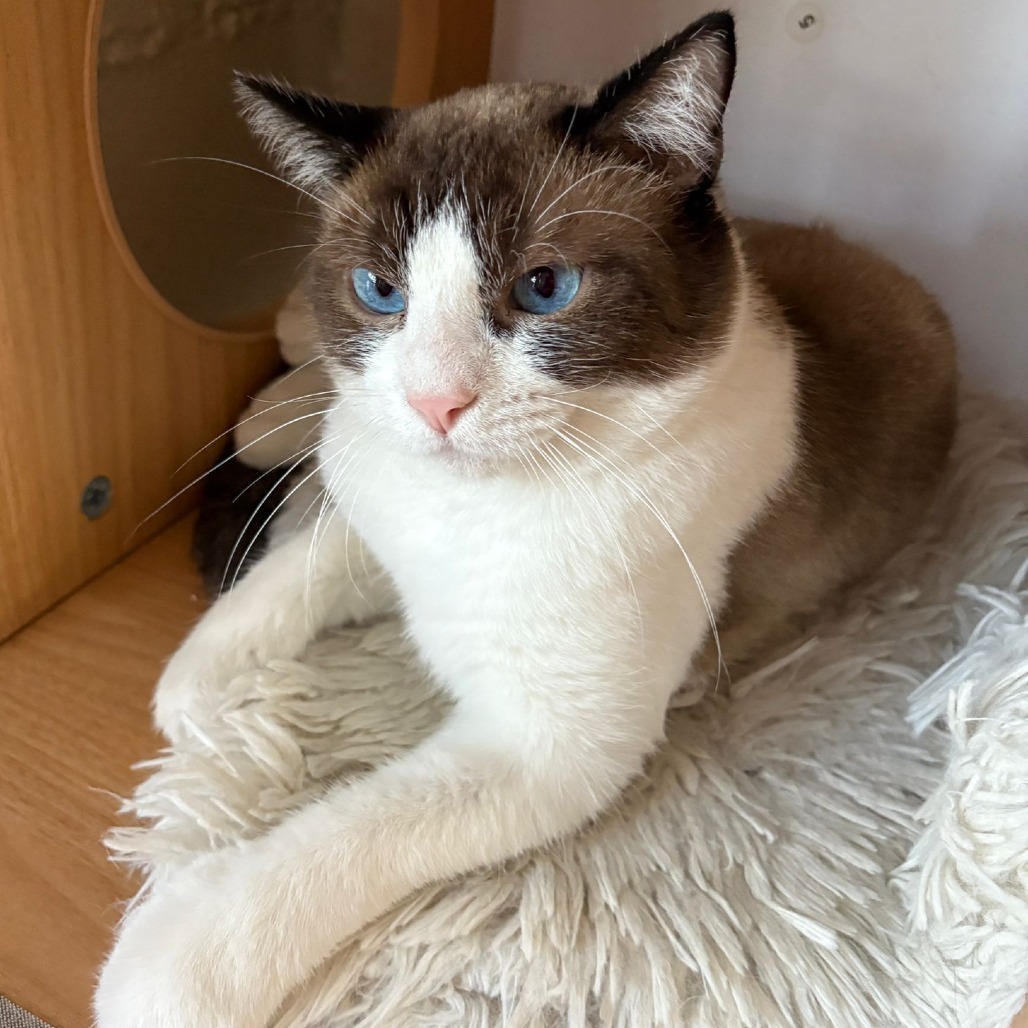 Snowball, an adoptable Snowshoe in Laredo, TX, 78045 | Photo Image 1