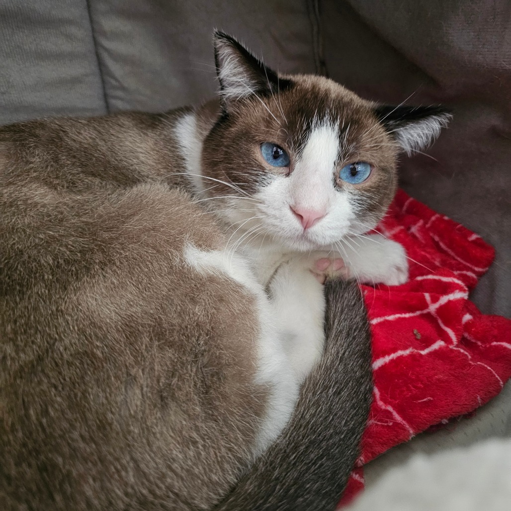 Snowball, an adoptable Snowshoe in Laredo, TX, 78045 | Photo Image 2