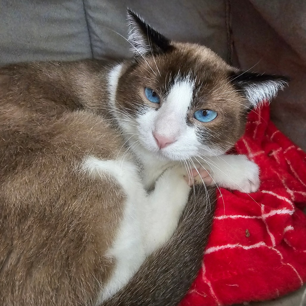 Snowball, an adoptable Snowshoe in Laredo, TX, 78045 | Photo Image 3